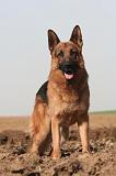 BERGER ALLEMAND 1341